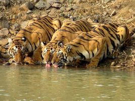 4 Days 3 Nights Tadoba Holiday Package